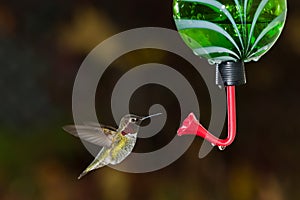 Hummingbird and feeder.