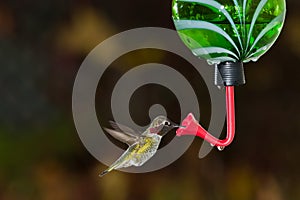 Hummingbird and feeder.