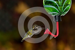 Hummingbird and feeder.