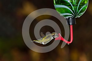 Hummingbird and feeder.