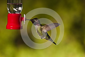 Hummingbird and feeder.