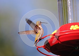 Hummingbird at the Feeder