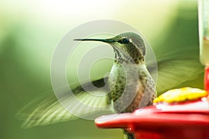 Hummingbird Feeder photo