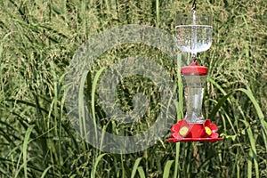 Hummingbird Feeder in a Backyard Garden #3 photo