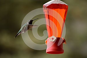 Hummingbird and Feeder