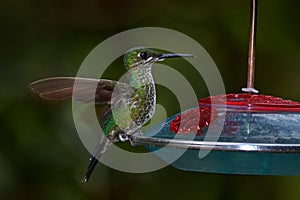 Hummingbird with feeder. Heliconia red flower with green hummingbird, La Paz Waterfall Garden, Volcan Poas NP in Costa Rica.