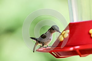 Hummingbird on feeder