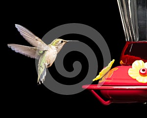 Hummingbird at Feeder Isolated on Black