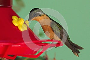 Hummingbird on a feeder near San Gerardo de Dota in Costa Rica