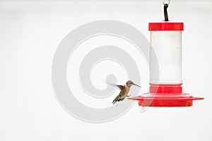 Hummingbird at feeder