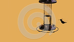 Hummingbird at feeder - almost silhouette on gold yellow background - offset - room for copy