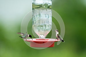 Hummingbird feeder with two hummingbirds (Trochilidae) drinking water from it on blurred background