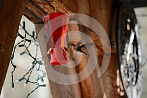Hummingbird at Feeder