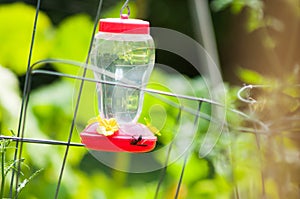 Hummingbird feeder with wasp