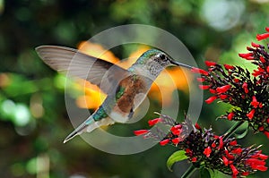 Hummingbird Feeding