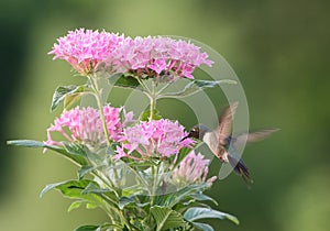 Hummingbird feeding