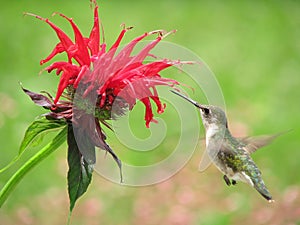 Hummingbird Feeding