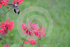 Hummingbird feeding on bee balm nectar