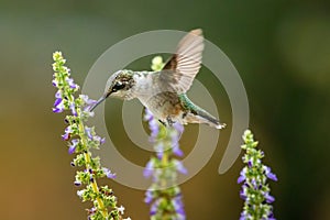 Hummingbird Feeding on Coleus