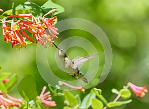 Hummingbird feeding from flower