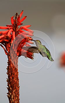 Hummingbird feeding on flower