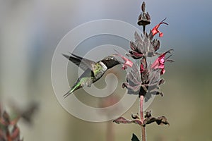 Hummingbird feeding on flower