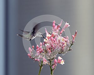 Hummingbird feeding at a flower, Hall Park, Frisco, Texas