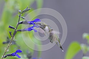 Hummingbird Feeding in the Garden