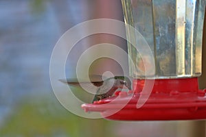 Hummingbird Feeding at Garden Feeder