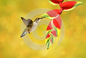 Hummingbird feeding from Heliconia flower