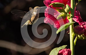 Hummingbird Feeding On Hollyhocks