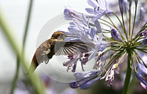 Hummingbird feeding on nectar