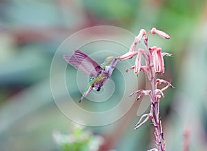 Hummingbird Feeding on Nectar