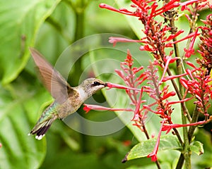 Hummingbird Feeding on a Red Buckeye