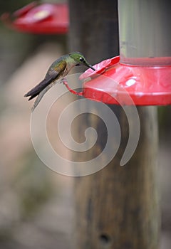 The hummingbird feeding from the red feeder.