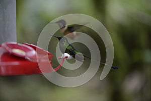 The hummingbird feeding from the red feeder.