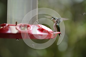 The hummingbird feeding from the red feeder.