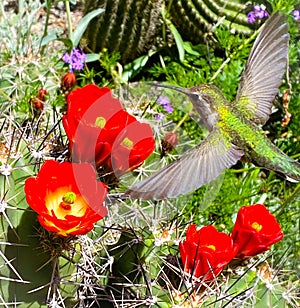 Hummingbird feeding on red flowers