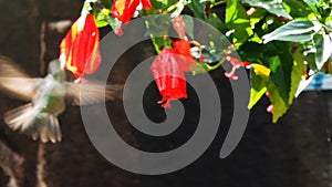 Hummingbird feeding at red flowers