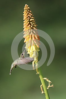 Kolibrík kŕmenie na horúci kvetina 