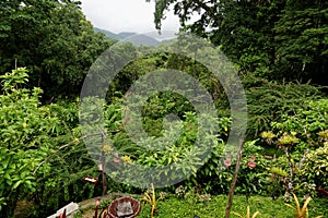 Asa Wright Nature Centre garden and rainforest In Trinidad and Tobago photo