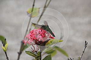 Hummingbird on St. Barts, Caribbean