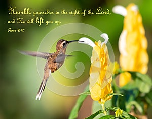 Hummingbird feeding on yellow shrimp plant with encouraging Bible quote