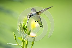 Hummingbird feeds on an Evening Primrose bud