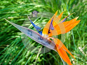 Hummingbird feeds on nectar from a Bird of Paradise flower