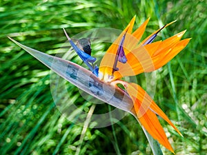 Hummingbird feeds on nectar from a Bird of Paradise flower