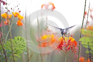 Hummingbird feeds on summer flowers