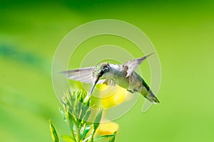 Hummingbird feeds from wild flower on green background