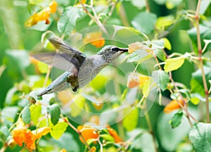 Hummingbird feeds from and among wildflowers