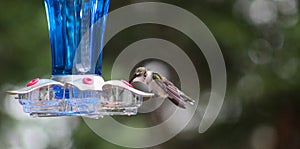 Hummingbird-feet on feeder